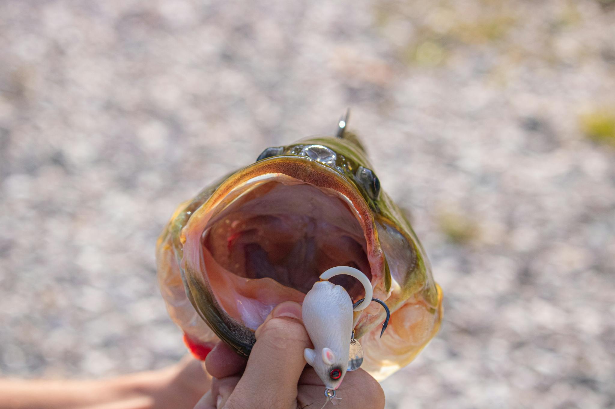 A captured fish bites on a realistic mouse-shaped fishing lure.